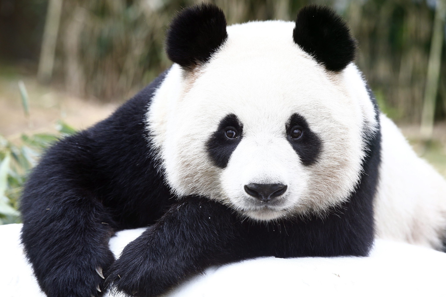 strange fact about panda
