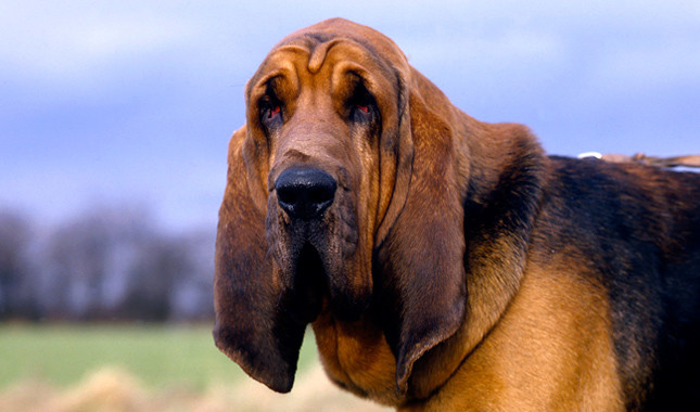 bloodhound strange facts