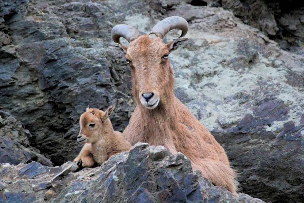 Mother’s Day Tribute to all Mamas, warmest animal Mom & Child photos Happy Mother's Day 2022