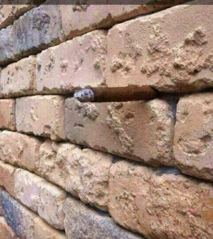 Brick wall Cigar